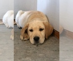 Small Photo #4 Labrador Retriever Puppy For Sale in DELTA, CO, USA