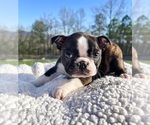 Small Photo #2 Boston Terrier Puppy For Sale in ODENVILLE, AL, USA