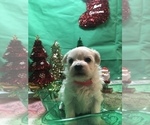 Small Photo #2 Maltese Puppy For Sale in LAKELAND, FL, USA