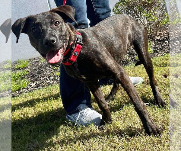 Medium Photo #14 Labrador Retriever-Unknown Mix Puppy For Sale in Munford, TN, USA