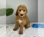 Small #2 Goldendoodle