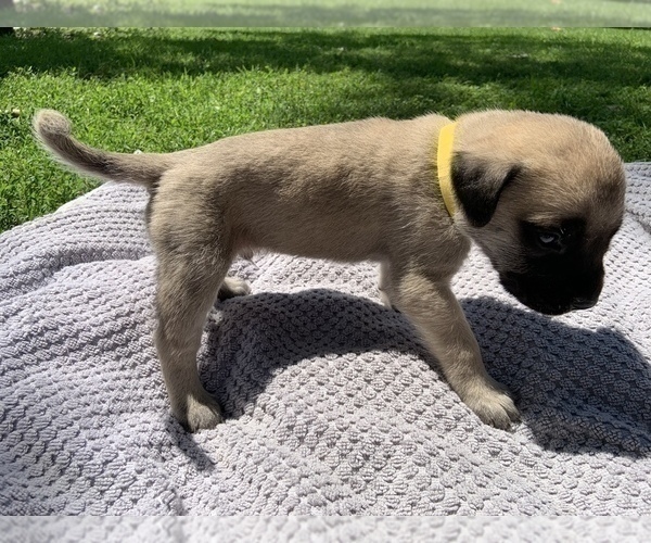 Medium Photo #9 Mastiff Puppy For Sale in WATERVILLE, MN, USA