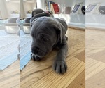 Puppy Jeleequee 6 Cane Corso