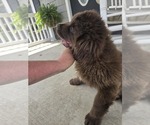 Small #2 Newfoundland