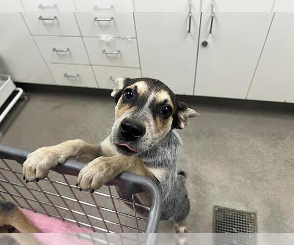 Medium Photo #1 Texas Heeler Puppy For Sale in HESPERIA, CA, USA