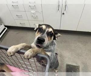 Texas Heeler Dogs for adoption in HESPERIA, CA, USA