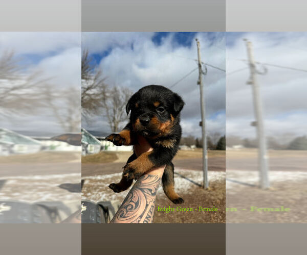Medium Photo #9 Rottweiler Puppy For Sale in DOON, IA, USA
