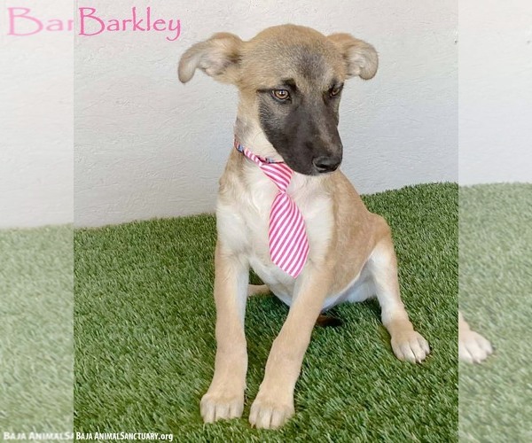 Medium Photo #1 Mutt Puppy For Sale in San Diego, CA, USA