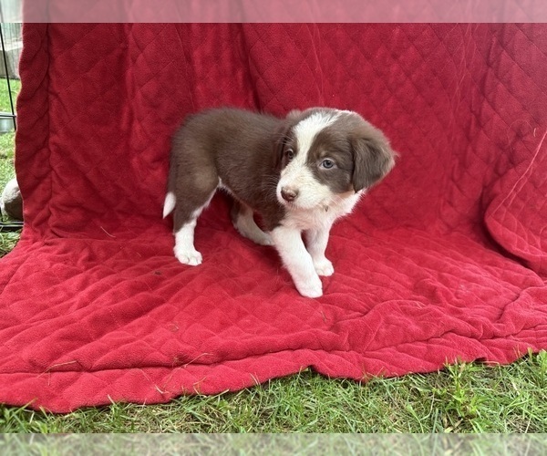 Medium Photo #12 Borador Puppy For Sale in MARION, VA, USA