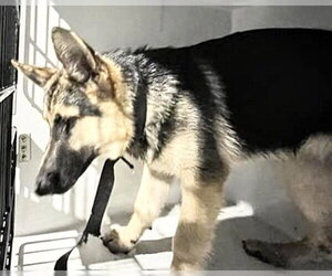 German Shepherd Dog Dogs for adoption in Houston, TX, USA