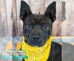 Small Boxer Mix