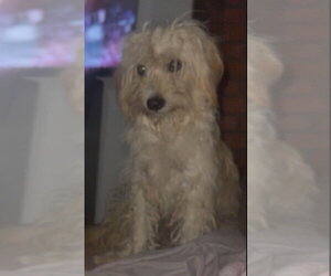 Crockett - ADOPTION IN PROCESS - Male Havanese-Unknown Mix Dog for Adoption - Photo #3