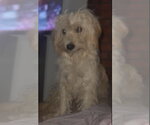 Small Photo #3 Havanese-Unknown Mix Puppy For Sale in Grafton, WI, USA