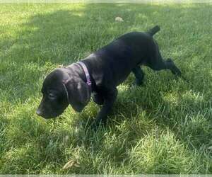 Medium German Shorthaired Pointer