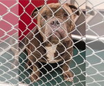 Small #1 Bulldog Mix