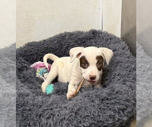 Pug-Staffordshire Bull Terrier Mix Dogs for adoption in Cave Creek, AZ, USA