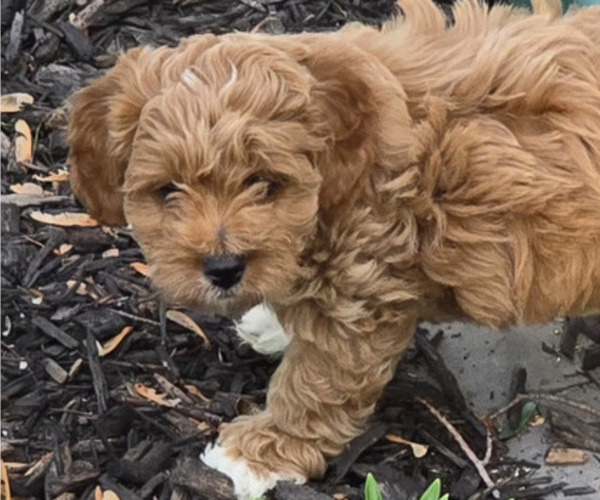 Medium Photo #2 Cavapoo Puppy For Sale in BATESVILLE, IN, USA