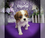 Small #13 Cavalier King Charles Spaniel
