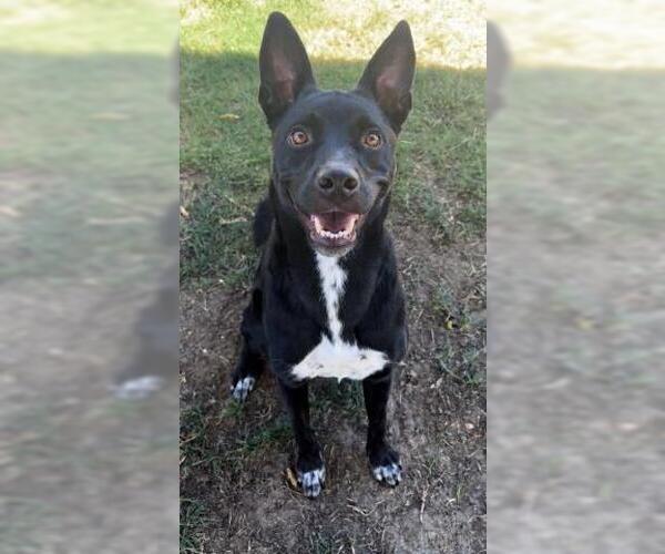 Medium Photo #1 Labrador Retriever Puppy For Sale in Bakersfield, CA, USA