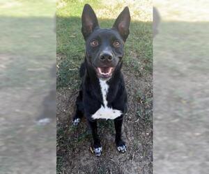 Labrador Retriever Dogs for adoption in Bakersfield, CA, USA