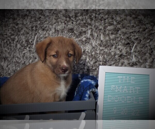 Medium Photo #4 Bordoodle Puppy For Sale in OLATHE, CO, USA