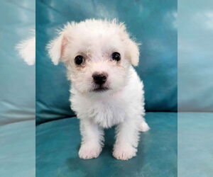 Poodle (Miniature)-Unknown Mix Dogs for adoption in Corona, CA, USA