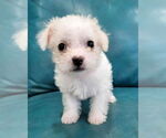 Small Poodle (Miniature) Mix