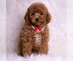 Puppy Squeak Maltipoo (Miniature)