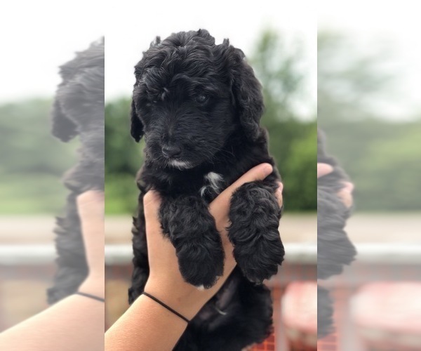 Medium Photo #5 Bernedoodle Puppy For Sale in WINTER, WI, USA