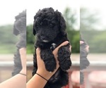 Small Photo #5 Bernedoodle Puppy For Sale in WINTER, WI, USA