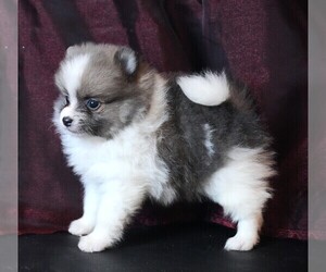 Pomeranian Puppy for sale in ROCK VALLEY, IA, USA