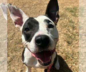 Bull Terrier-Staffordshire Bull Terrier Mix Dogs for adoption in Sugar Land, TX, USA