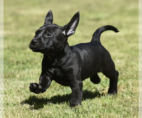 Medium Photo #1 Dachsador Puppy For Sale in Mechanicsburg, PA, USA