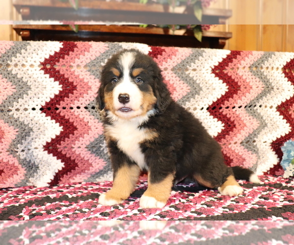 Medium Photo #2 Bernese Mountain Dog Puppy For Sale in SHILOH, OH, USA