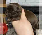 Small Photo #1 Shih Tzu Puppy For Sale in WOODLEAF, NC, USA