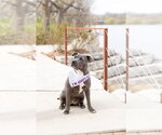 Small #3 Mutt
