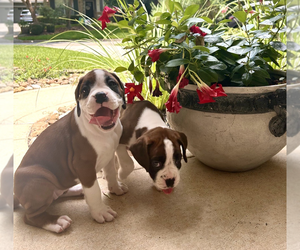 Boxer Puppy for sale in SPRING, TX, USA