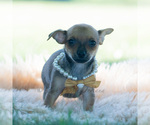 Small Photo #13 Chihuahua Puppy For Sale in WARSAW, IN, USA