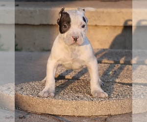 American Bully Puppy for sale in CHAMPAIGN, IL, USA