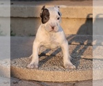 Image preview for Ad Listing. Nickname: Achilles