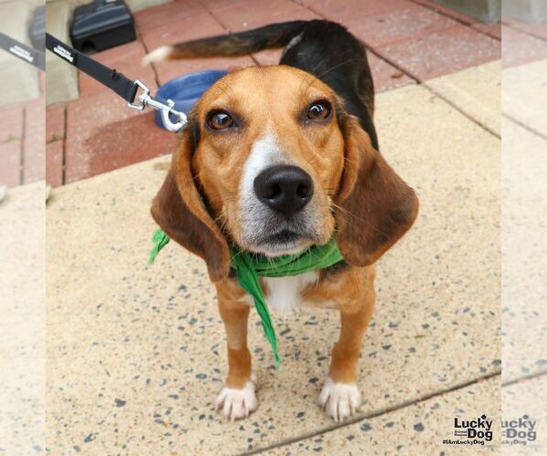 Medium Photo #3 Beagle-Unknown Mix Puppy For Sale in Washington, DC, USA
