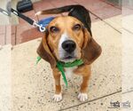 Small #2 Beagle Mix