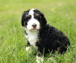 Small Photo #1 Bernedoodle Puppy For Sale in EWING, VA, USA