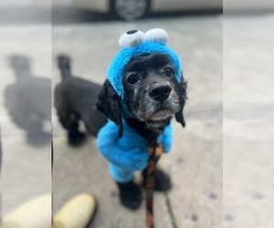 Cocker Spaniel Dog for Adoption in BROOKLYN, New York USA