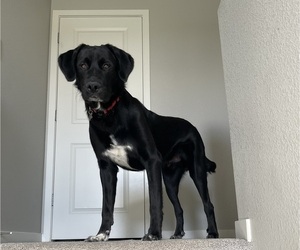 Father of the Great Dane-Labrador Retriever Mix puppies born on 04/14/2025
