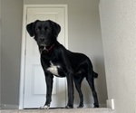 Small Photo #1 Great Dane-Labrador Retriever Mix Puppy For Sale in WINDSOR, CO, USA
