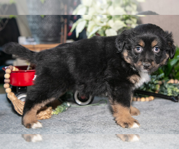 Medium Photo #7 Miniature Australian Shepherd Puppy For Sale in CHRISTIANA, PA, USA