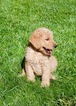 Small Photo #3 Labradoodle Puppy For Sale in CHICO, CA, USA