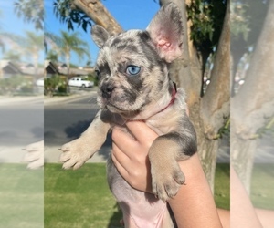French Bulldog Puppy for sale in BAKERSFIELD, CA, USA