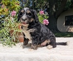 Small #8 Miniature Bernedoodle